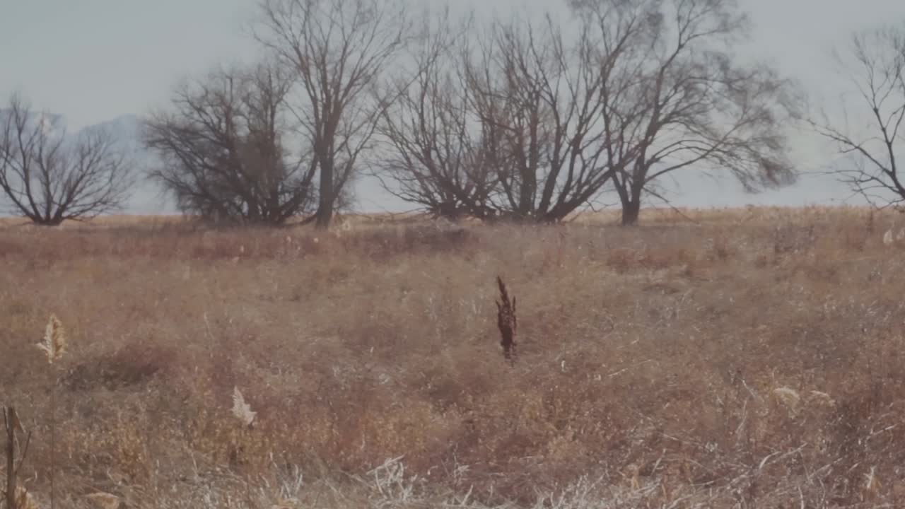 Primo piano di erba della pampa in un prato con alberi sullo sfondo