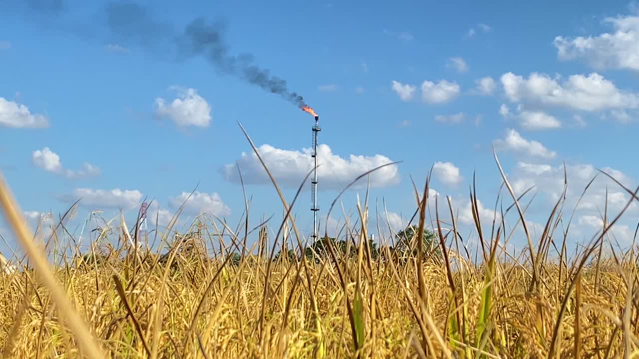 벼 작물의 황금 밭 뒤에 가스를 태우는 높은 탑 파이프, 화창한 날 전망