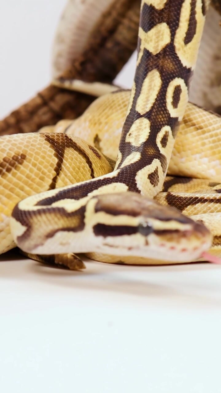 A corn snake moves gracefully over branches in a well-lit, controlled environment. The focus is on its intricate patterns