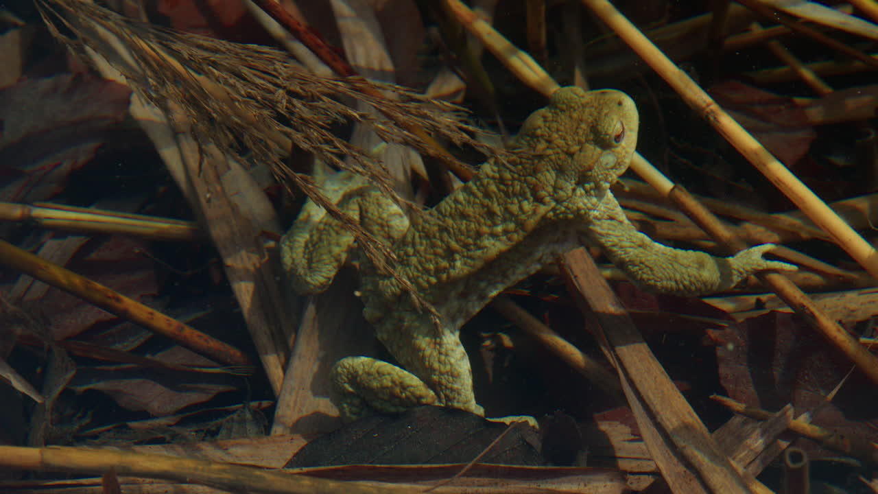 Wild Toad In The Clear Water Surrounding Lake In Berchtesgaden, Germany. Close-up Shot
