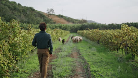 farmer walking grape plantation following sheep flock. winegrowing concept.