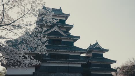 Castillo-De-Matsumoto-Con-Flores-De-Cerezo-En-Primer-Plano.