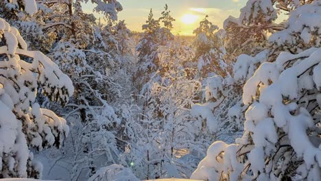 Bosque-Nevado-De-Invierno-Al-Atardecer-Dorado,-Tiro-Ascendente