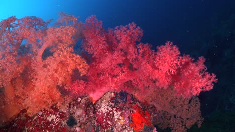 orange and pink soft corals on coral reef with deep blue ocean in background