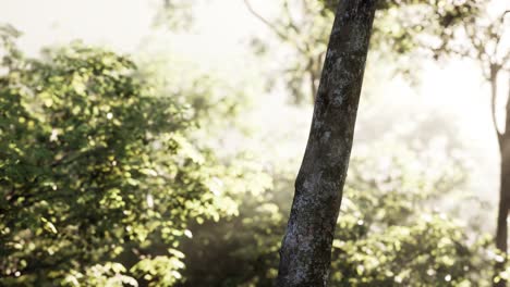 sunbeams pour through trees in misty forest