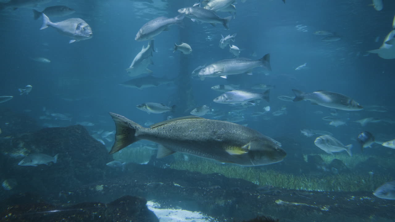 수족관 의 물고기