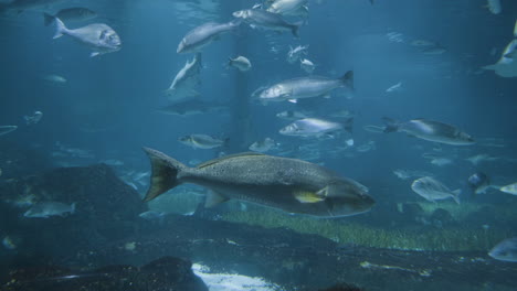 peces en un acuario