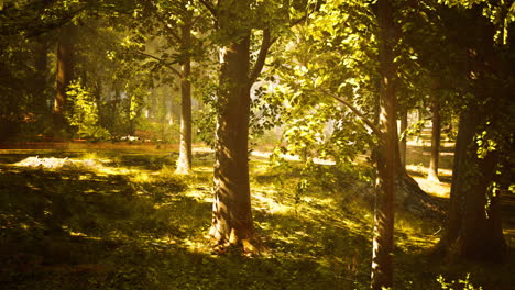 la luz del sol fluye a través de un bosque