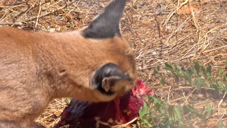 an african caracal a lynx like carnivore desert cat eats raw meat