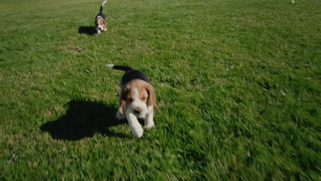 a funny thoroughbred beagle puppy runs on the green grass. tracking slow motion video