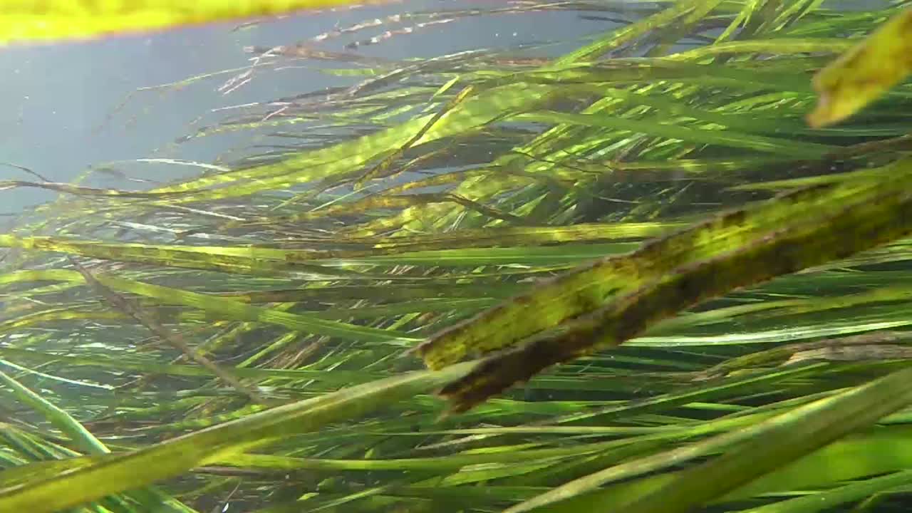 río san marcos. planta de arroz salvaje de texas