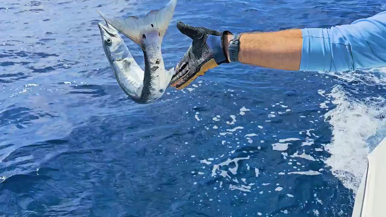 Barracuda release beside a fishing boat in clear blue tropical water, showing gloved hand holding silver fish over foamy waves, sunlit ocean surface, and responsible sport fishing action.