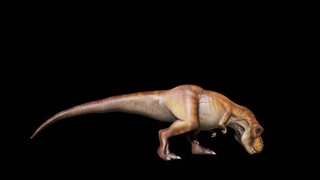 el dinosaurio enojado tyrannosaurus hace un rugido horrible en una animación sin fisuras en bucle. animación para fondos históricos, naturales y animales.