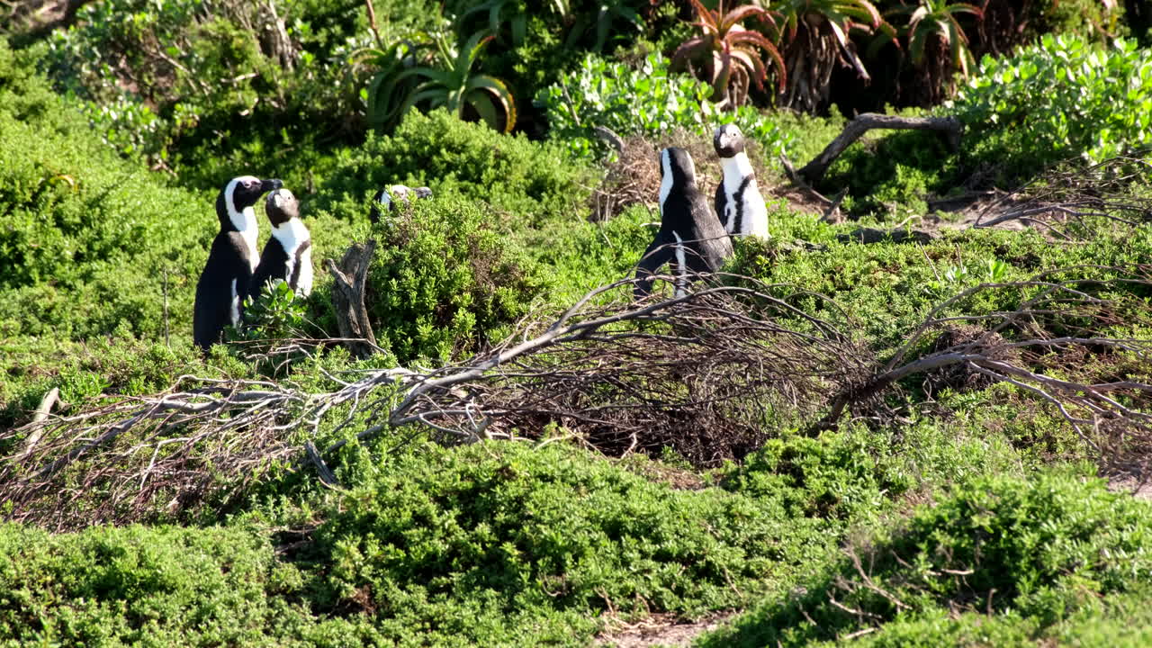 Jackass Penguins walk among green coastal vegetation on Betty's Bay coastline