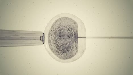 Graue-Eizelle,-Die-Durch-Spermien-Befruchtet-Wird