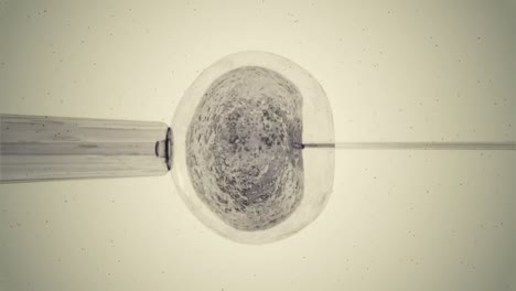 huevo gris siendo fertilizado por espermatozoides
