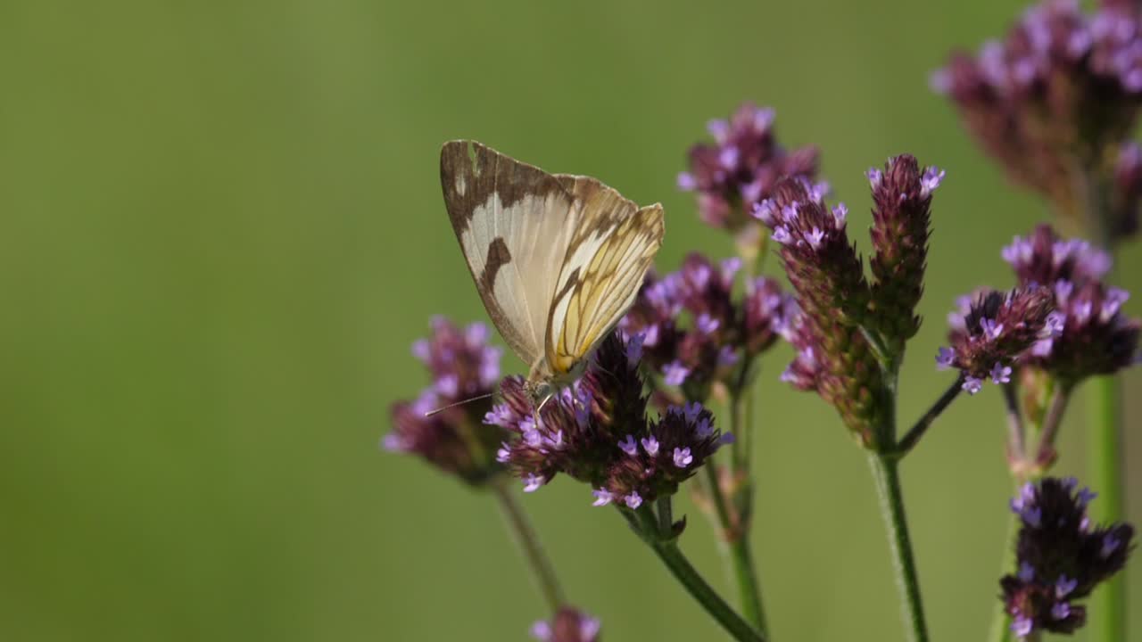 mariposa blanca con venas marrones arrastrándose sobre una verbena alta que sopla suavemente con el viento en un día soleado