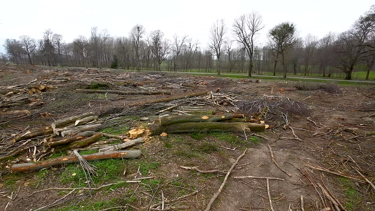 Aerial flying forward over a felled forest with cut off logs and tree stumps
