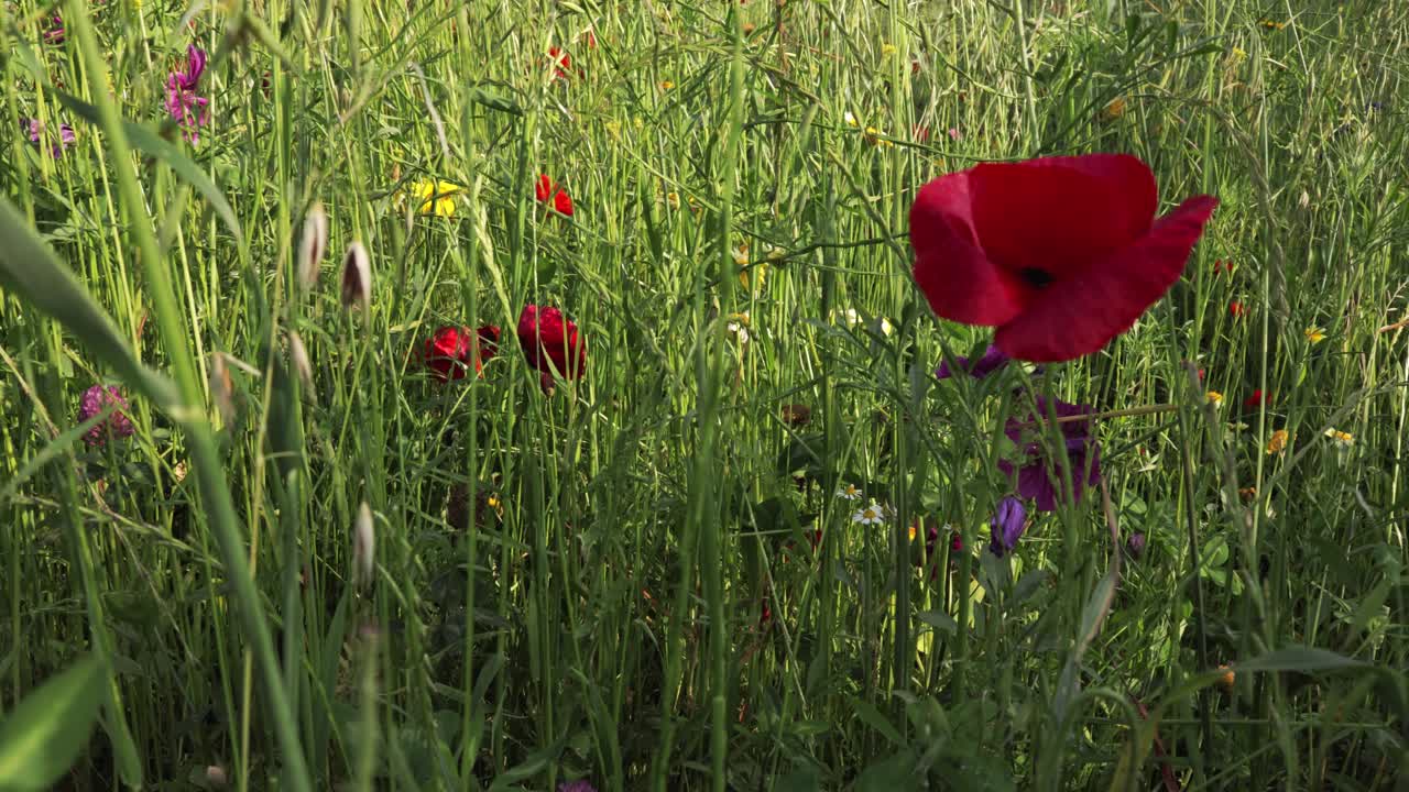 A steady camera shot with a close-up of the vibrant world of a blooming red poppy flower, showcasing summer's essence in every petal and vibrant hue