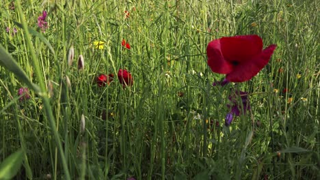 una toma de cámara constante con un primer plano del mundo vibrante de una flor de amapola roja en flor, mostrando la esencia del verano en cada pétalo y tono vibrante