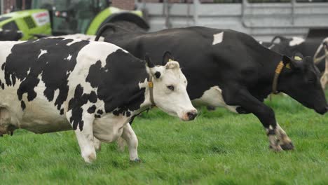 cows grazing in a pasture with a tractor in the background