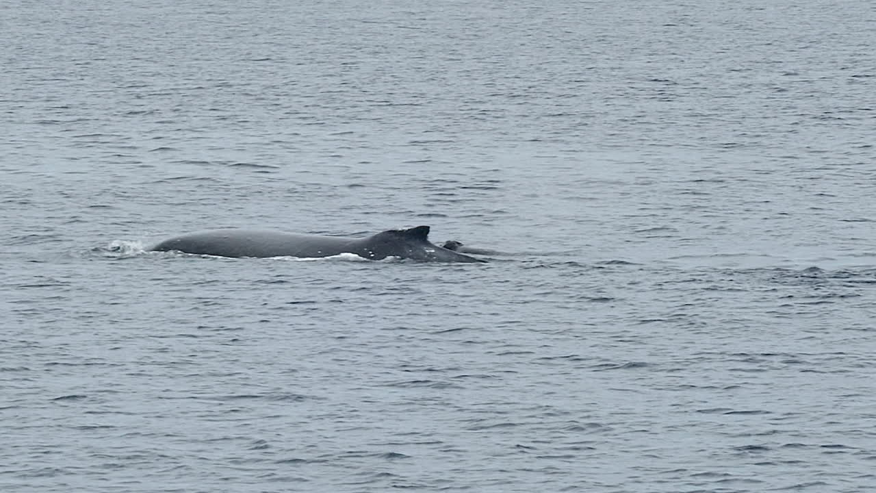 혹등고래가 공중을 뚫고, 고래 꼬리가 수중으로 잠수하는 슬로우 모션