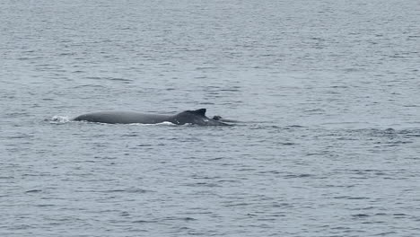 Ballenas-Jorobadas-Saltando-Por-Aire,-Cámara-Lenta-De-Cola-De-Ballena-Buceando-Bajo-El-Agua