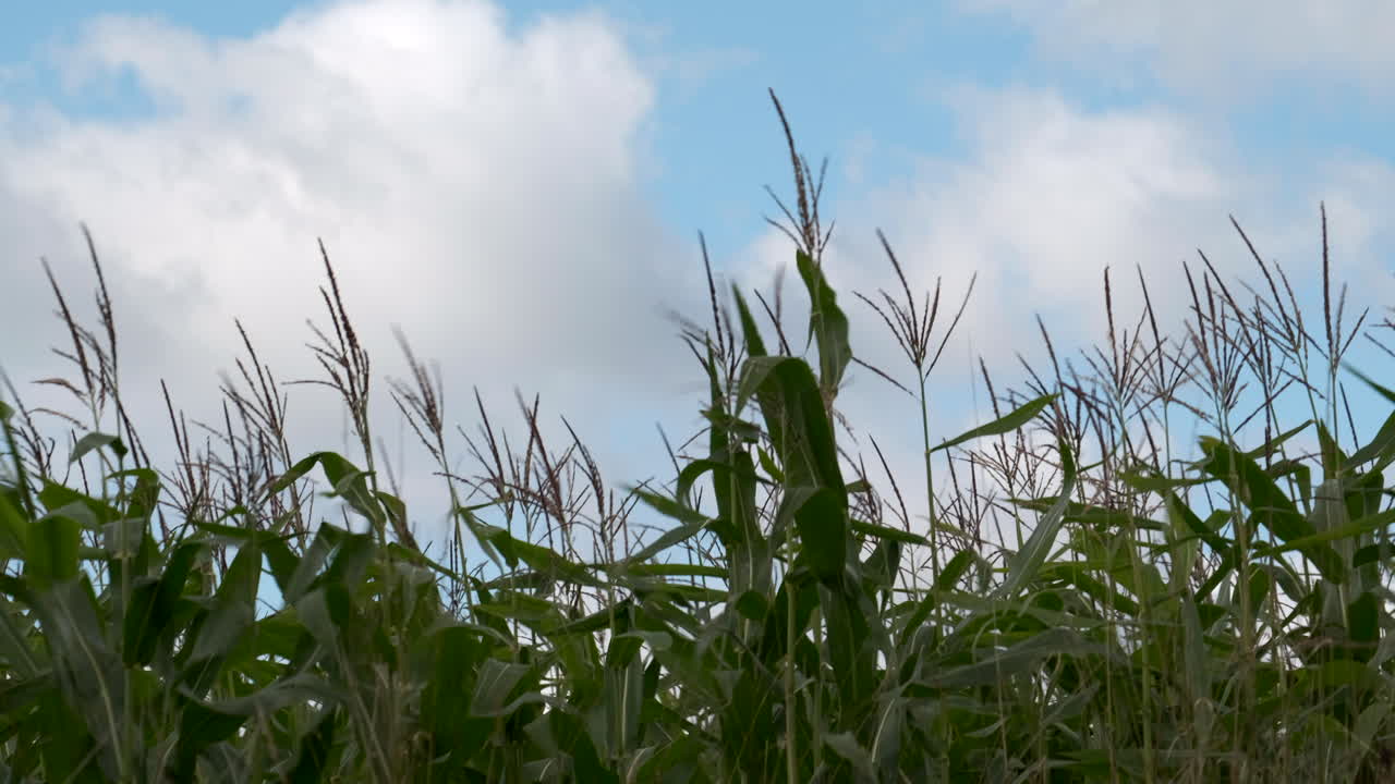 una cosecha de maíz que sopla en el viento de otoño frente a un cielo azul brillante y nubes blancas en el reino unido