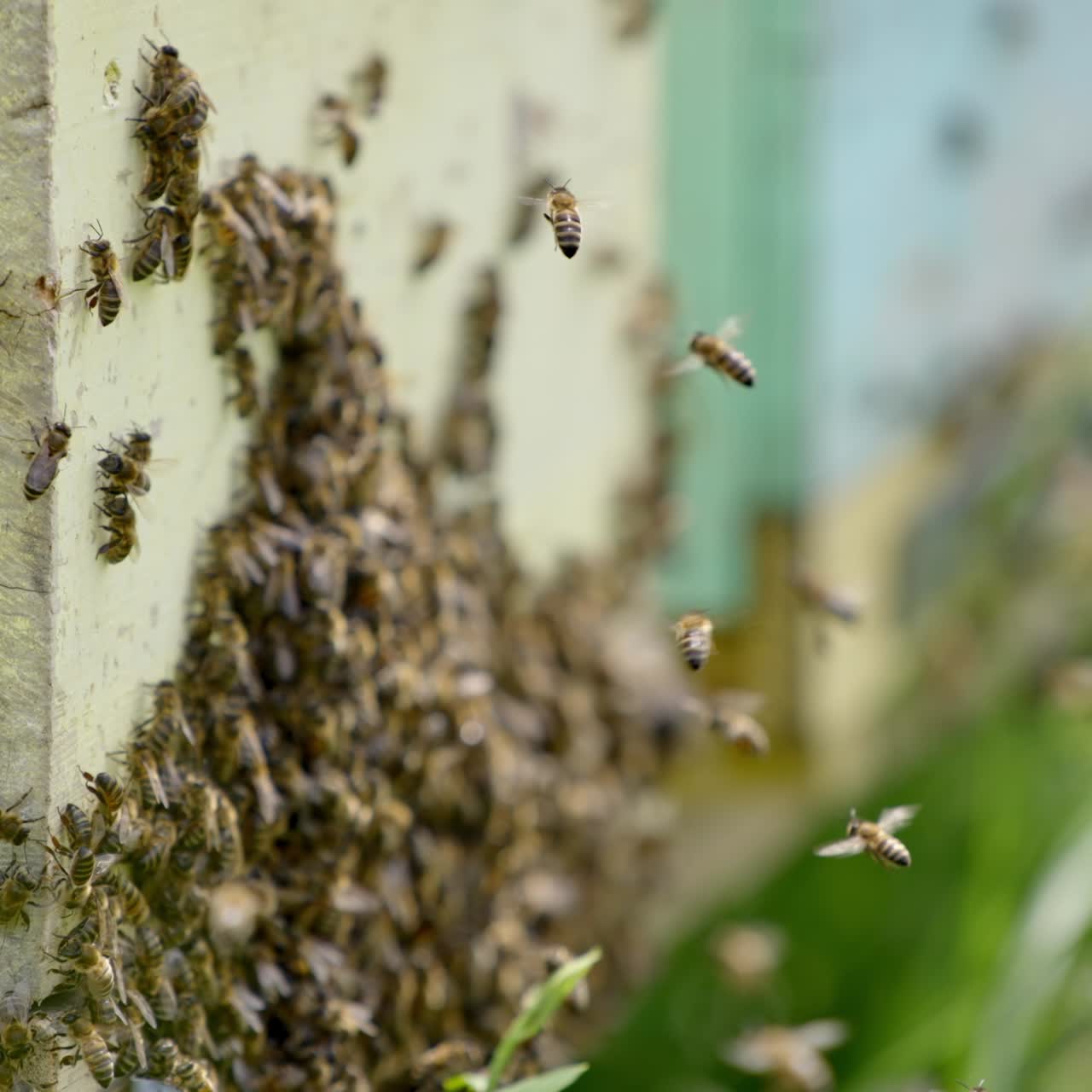 Swarm of bees near the entrance of a hive. Bees stuck to a wooden beehive. Many honey bees flying and crawling near the hive. Close-up