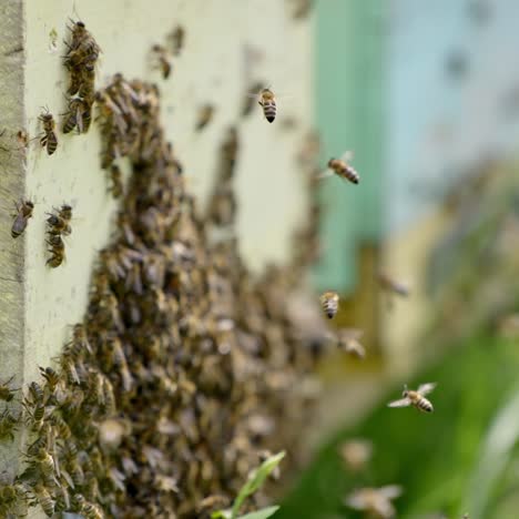 swarm of bees near the entrance of a hive. bees stuck to a wooden beehive. many honey bees flying and crawling near the hive. close-up
