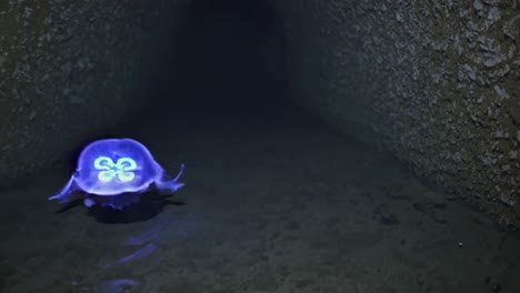 glowing jellyfish in a cave