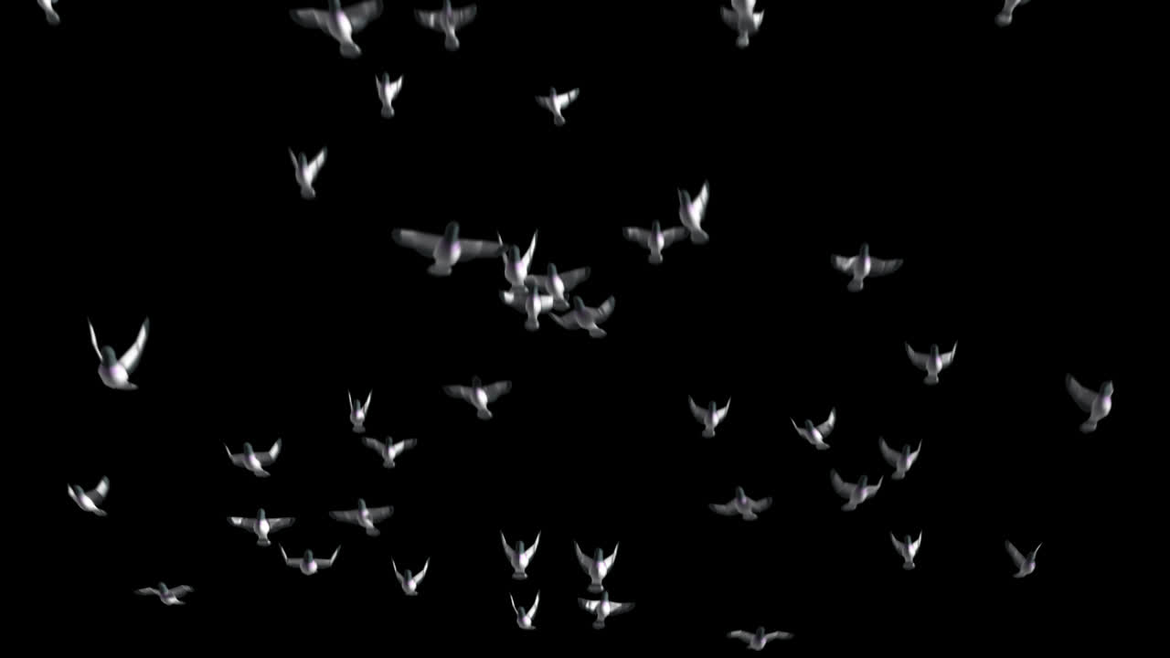 Pigeons in Flight