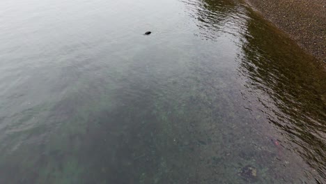 Harbor-seal-submerging-in-water-by-shoreline-in-Gig-Harbor,-Washington-State