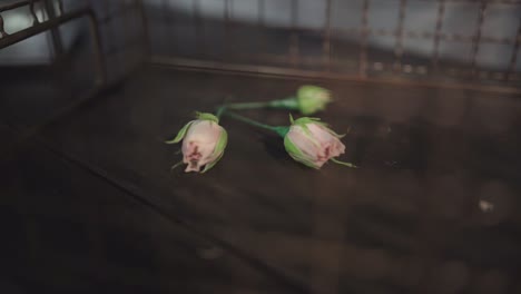 showcase-of-flower-bones-on-the-desk-copper-cage