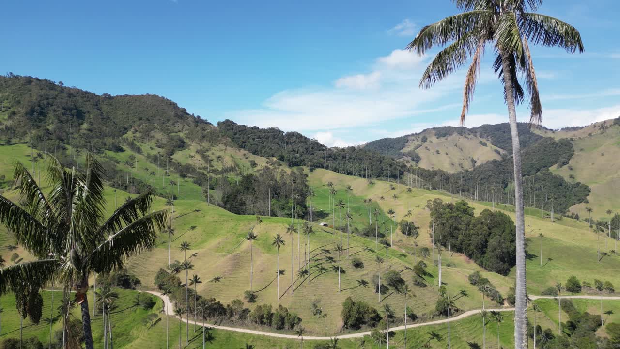 Flying in between two gigantic wax palms in the lush Valle de la Samaria near the town of Salamina in the Caldas department of the Coffee Axis in Colombia