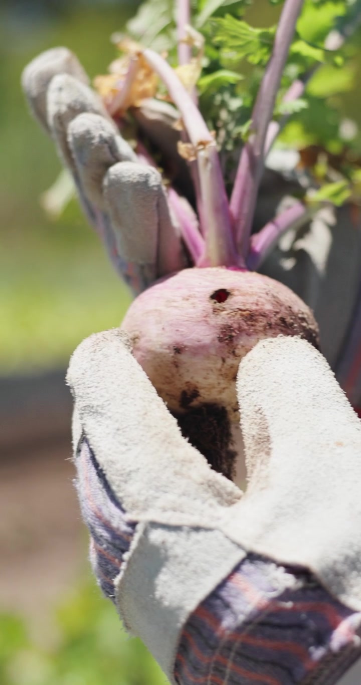 Gardener Holding Freshly Harvested Turnip in Garden
