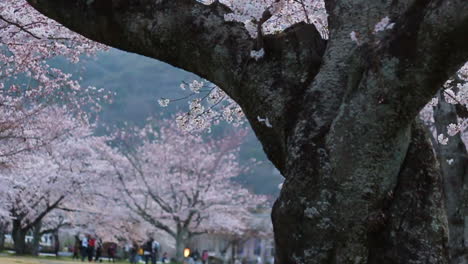 在阿拉希亞馬公園的花<unk>園附近,大<unk>花樹的<unk>畫視頻,背景是公園遊客