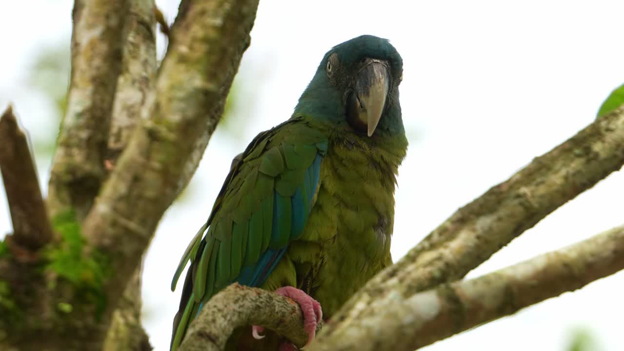 foto de cerca de un guacamayo de cabeza azul, primolius couloni posado y descansando en la rama, durmiendo en el árbol durante el día, con los ojos cerrados lentamente, una especie vulnerable de pájaro loro