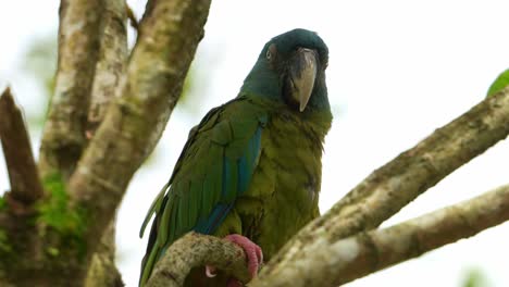 Nahaufnahme-Eines-Blaukopfaras,-Primolius-Couloni,-Der-Auf-Einem-Ast-Thront-Und-Ruht,-Tagsüber-Auf-Dem-Baum-Einnickt-Und-Dabei-Langsam-Die-Augen-Schließt,-Eine-Gefährdete-Papageienvogelart