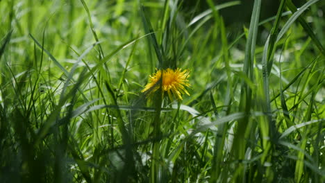 yellow flower nestled in grass pan