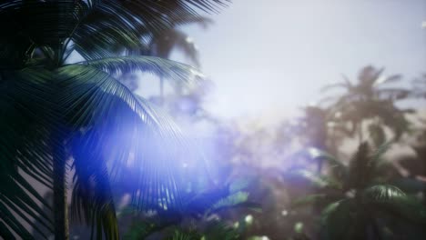 Sunset-Beams-through-Palm-Trees