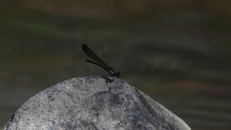 seen on top of a rock barely moving as the stream at the background moves in time-lapse