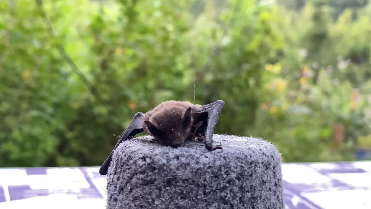 Pipistrello ferito sdraiato che cerca di rimettersi in piedi ma non ci riesce, ripresa a mano