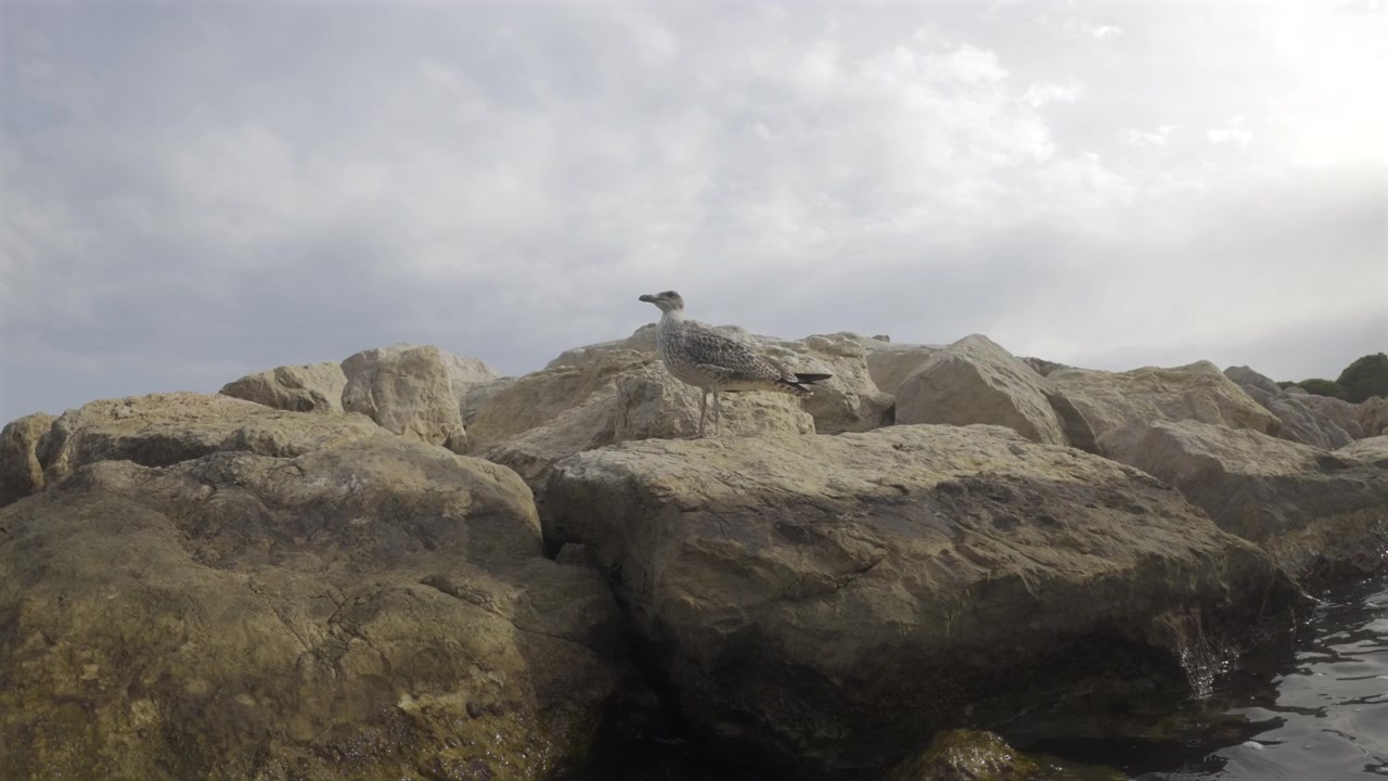 Gabbiano appollaiato sulle rocce in riva al mare, che osserva l'acqua calma e il cielo nuvoloso. Fauna selvatica sulla costa oceanica