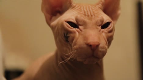 primer plano de un gato esfinge