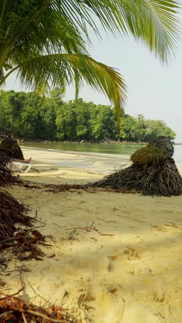 vertical, establishing shot of koh kood island in the gulf of thailand with palm trees