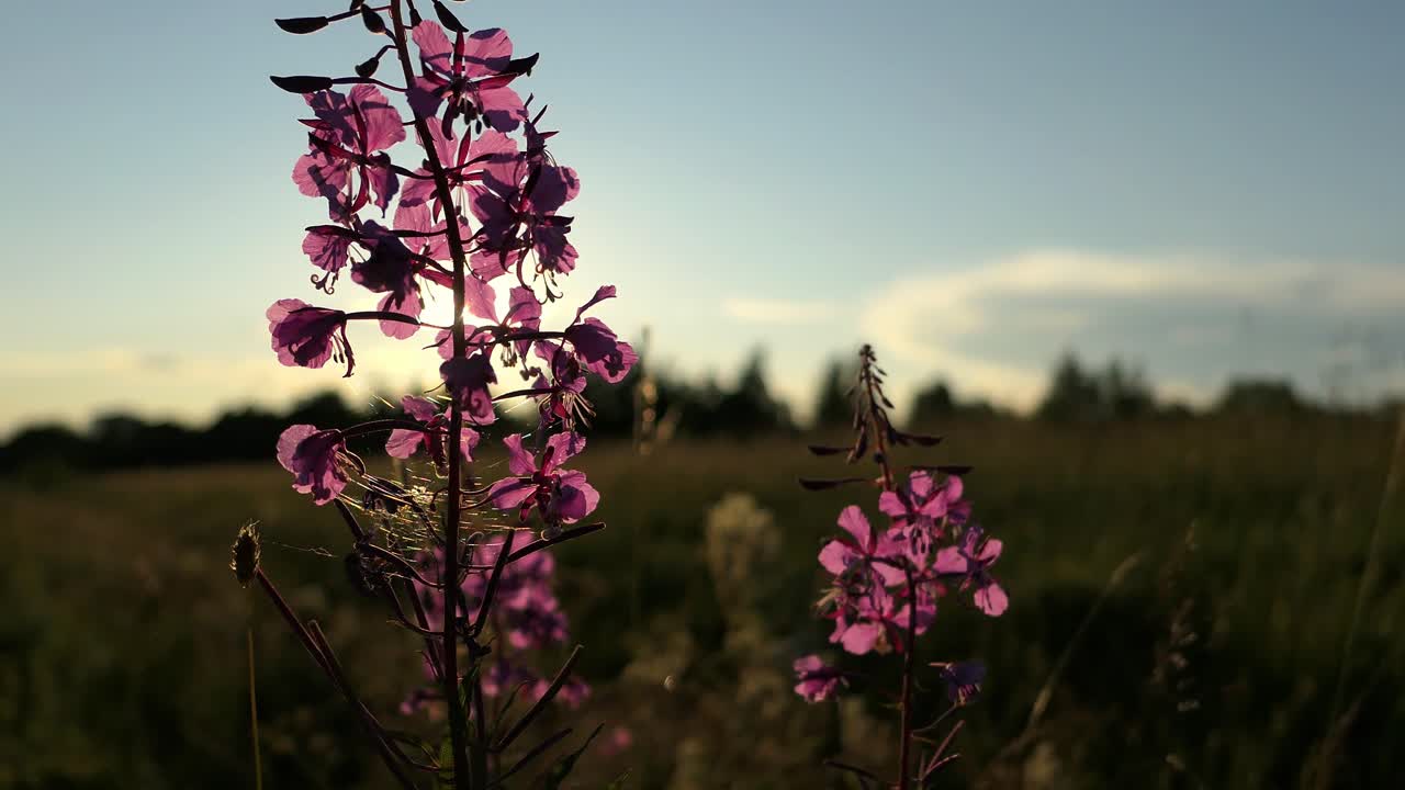 Geitrams ved solnedgang, en mark med rosa-lilla villblomster, solstråler gjennom blomstene.