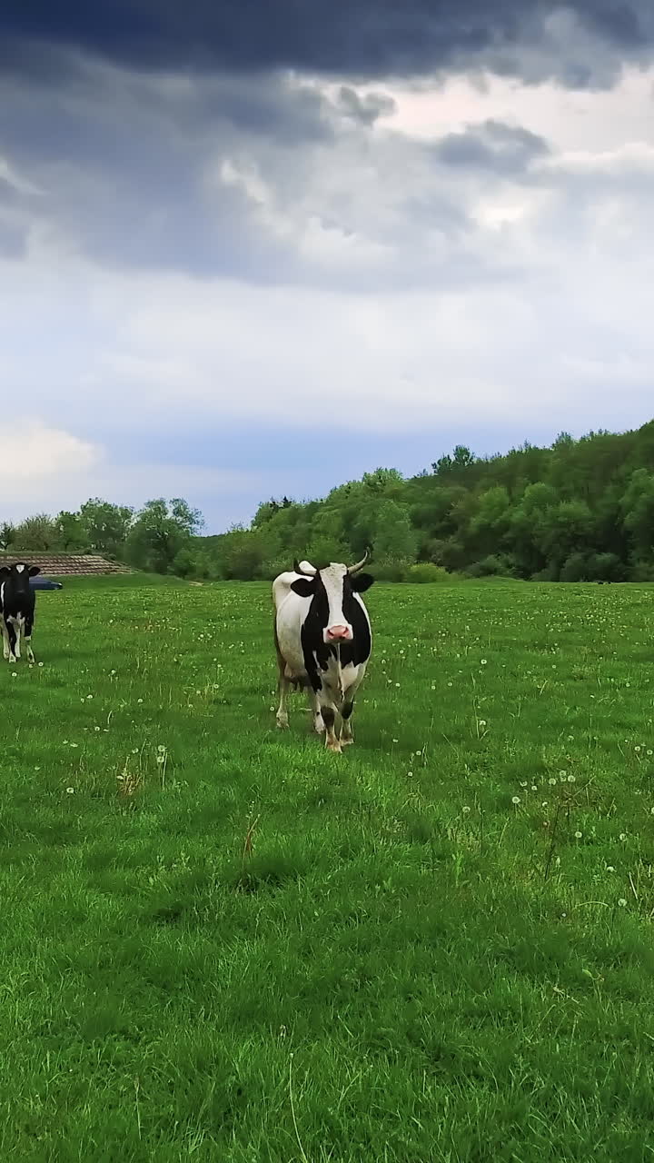 Vacas en un prado verde bajo un cielo nublado
