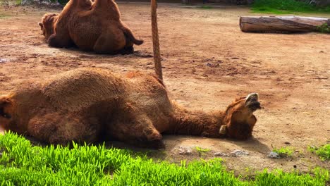 Nahaufnahme-Eines-Kamels-Im-Zoo-In-Lissabon,-Portugal-Tagsüber-4k