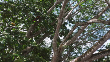 trees and leaves moved by the wind